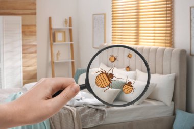 how to dispose of bed bug mattress