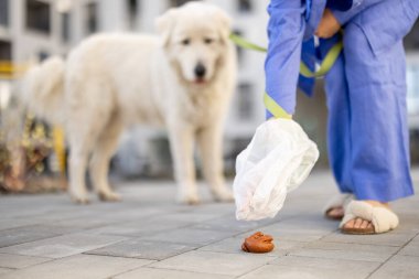 how to dispose of dog poop without smell
