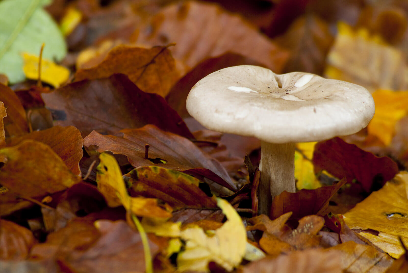 what is mushroom compost?